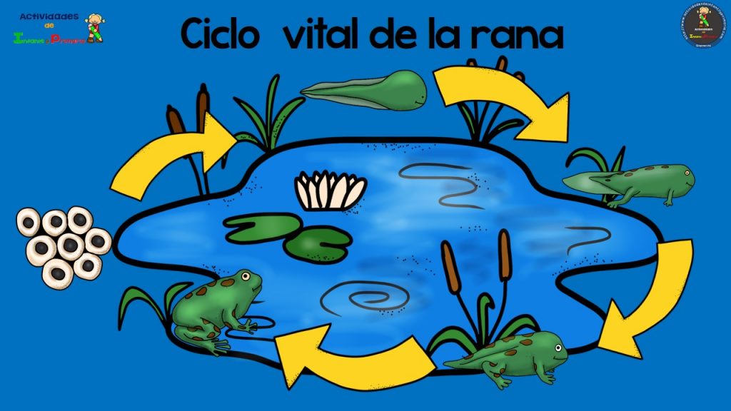 Collection of Ciclo De La Rana Related Keywords Ciclo De