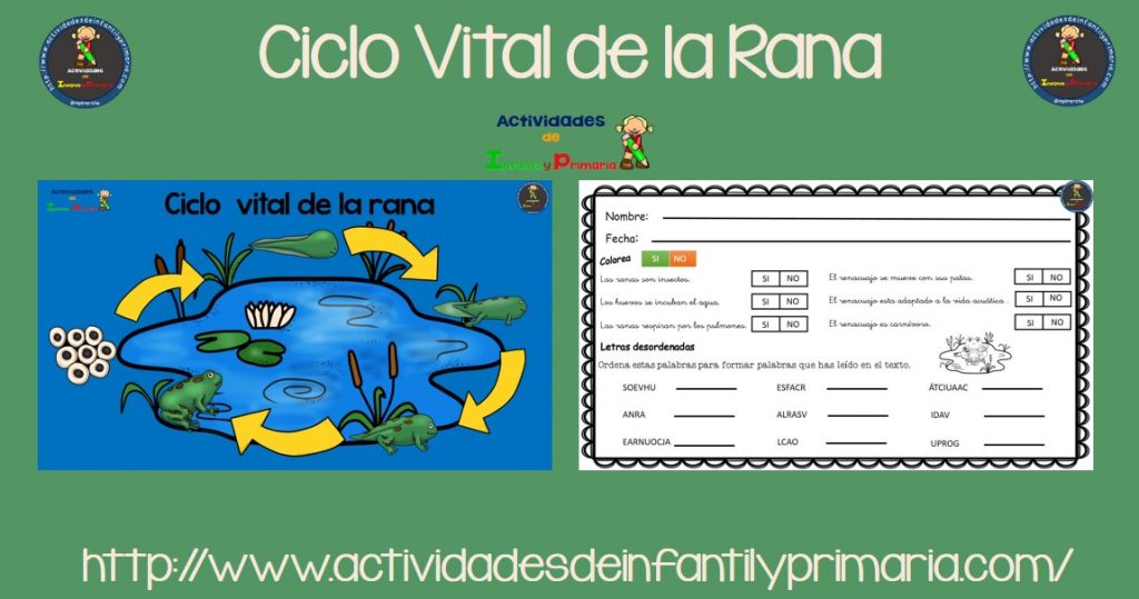 El Ciclo Vital De La Rana