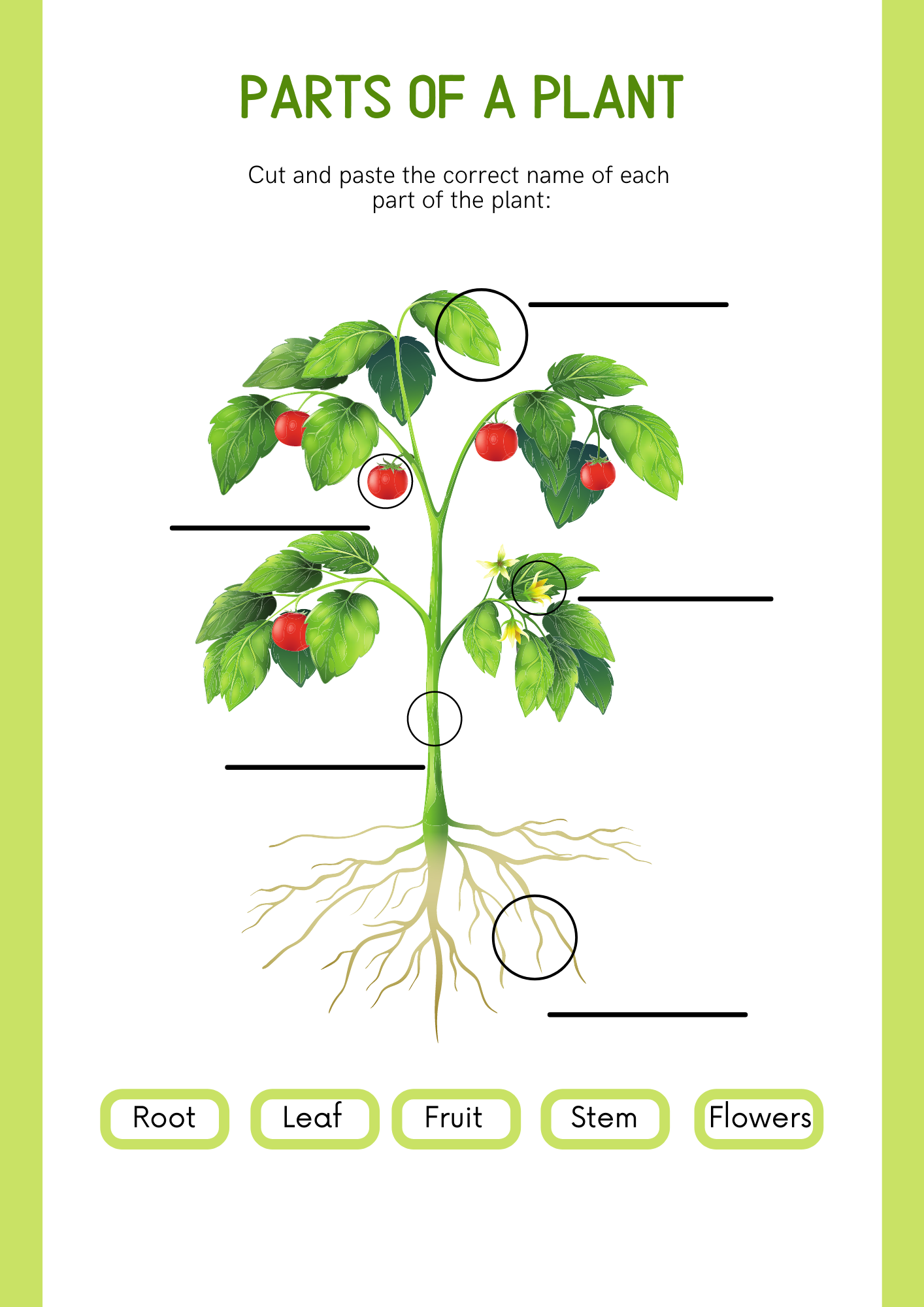 Hoja De Planta En Ingles
