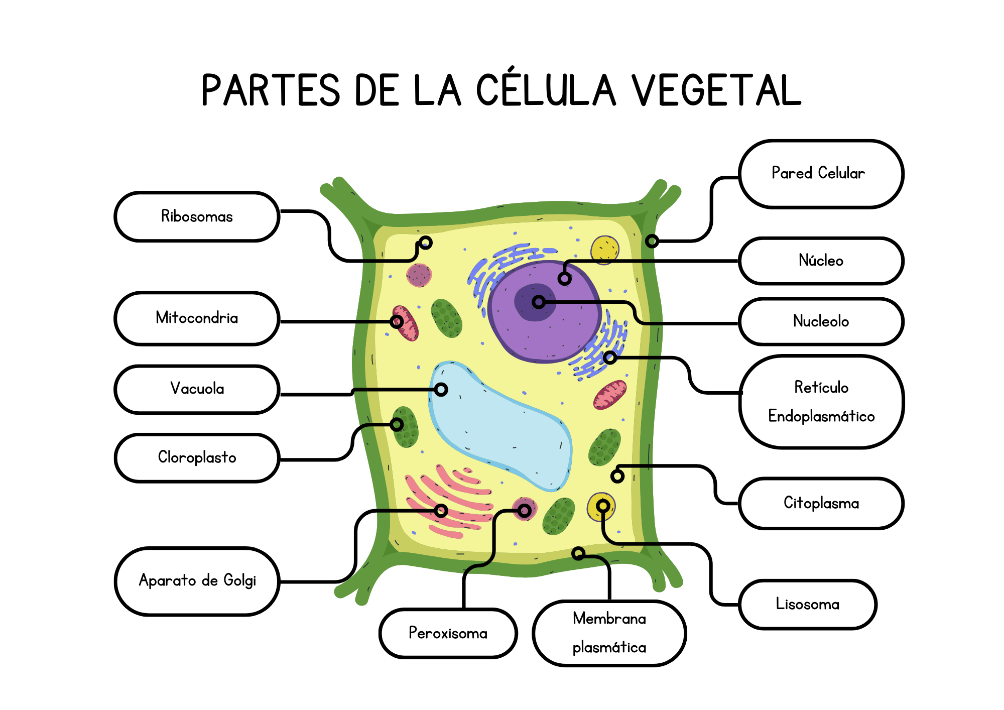 partes celula vegetal castellano e ingles (2)